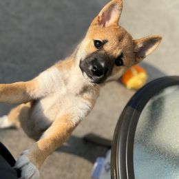 Lina - Red female Shiba Inu puppy in Elizabeth, New Jersey from Shiba Inu Loving Care