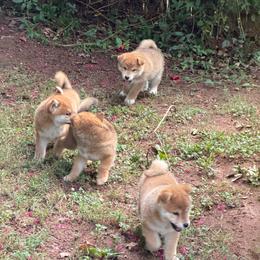 Shiba Inu puppies from Crescent Moon Shibas