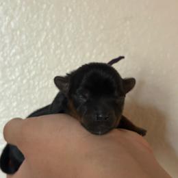 Purple collar - Black and tan male Yorkshire Terrier puppy in Riverbank, California from Yorkie_Wonderland and Stud Services