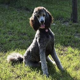 Poodles from Rocking M Standard Poodles