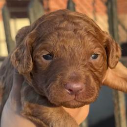 Druzy - Red  male Goldendoodle puppy in Philadelphia, Pennsylvania from Jah’s Retrievers