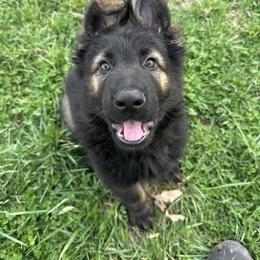 German Shepherd Puppies from Howixx German Shepherds
