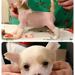 Chinese Crested and Poodle Puppies from Ariella Standard Poodles & Chinese Cresteds