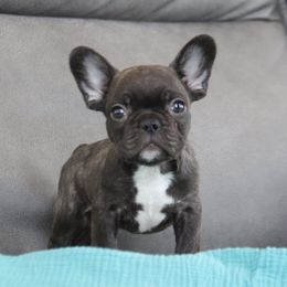 Archer - Brindle and white male French Bulldog puppy in Piedmont, Oklahoma from 5A Frenchies