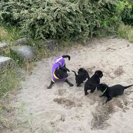 Labrador Retriever Puppies from Corner Crest Labs