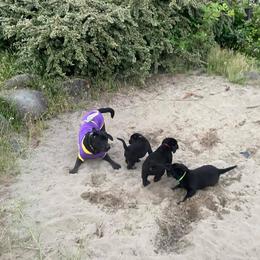 Labrador Retriever Puppies from Corner Crest Labs