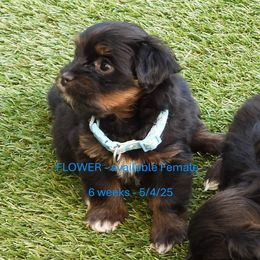 Girl 1 - Black brindle Havanese puppy in Salt Lake City, Utah from Steal Your Heart Havanese