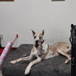 Thor - Great Dane