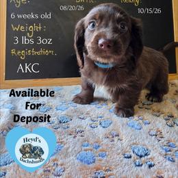 Kronos - Chocolate and tan male Dachshund puppy in Hoquiam, Washington from Heyd's Mini Dachshunds