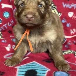 Orange collar - Liver female German Shepherd puppy in Allentown, Pennsylvania from VMH Shepherds