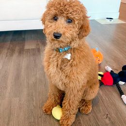 Goldendoodle Puppies from Doodle Paws Az
