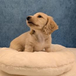 Dachshund puppies from Hot Diggity Doxies of Dothan
