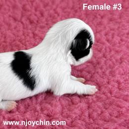 Female 3 - Black and white female Japanese Chin puppy in Niagara Falls, New York from Njoy Japanese Chin