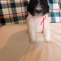 Scarecrow - Parti male Poodle puppy in Luana, Iowa from Country View Bernedoodles and Goldendoodles