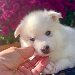 Fox - Merle male Pomsky puppy in Michigan from Blue Water Pomskies