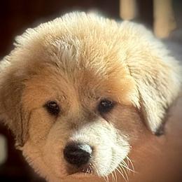 Blu - White and badger female Great Pyrenees puppy in Clarksville, Tennessee from Easter Acres