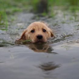 Baby boy 1 - Yellow male Labrador Retriever puppy in Chatfield, Minnesota from Next Generation