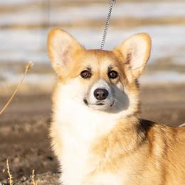 Pembroke Welsh Corgi Puppies from Merrygold Corgis