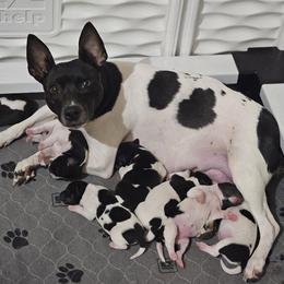 Rat Terrier Puppies from Cryptic Rat Terriers