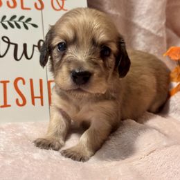 Butterscotch - Cream female Dachshund puppy in Madison, Indiana from McCollough's Pawsome Spaniels and Danny's Delightful Dachshunds