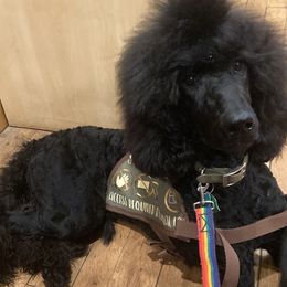 Poodles from Black Magic Standard Poodles