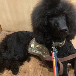 Poodles from Black Magic Standard Poodles