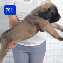AKC PUP 781 - Fawn male Mastiff puppy in Ava, Missouri from Ozark Mountain Mastiffs