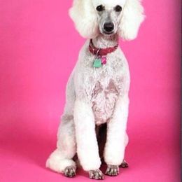 Goldendoodle and Poodle All Grown Up from Posh Poodles and Doodles