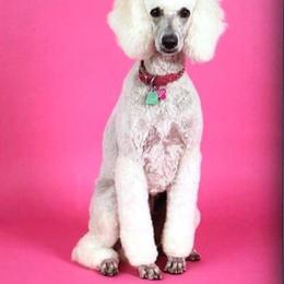 Goldendoodle and Poodle All Grown Up from Posh Poodles and Doodles