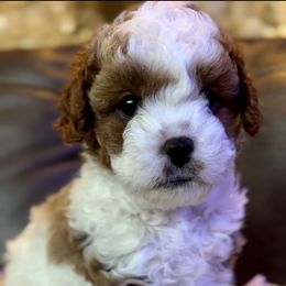 Katydid - Cavapoo puppy from Cuddlebug Cavapoos of Austin