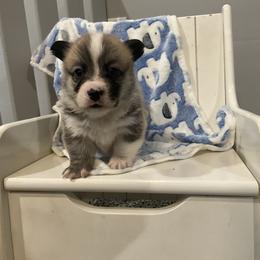 Eddie - Red male Pembroke Welsh Corgi puppy in Morgantown, Pennsylvania from GoldStar Corgis (License Number 18519)