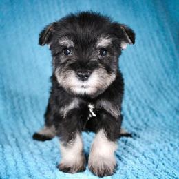 Mr. Red - Salt and pepper male Miniature Schnauzer puppy in Queen Creek, Arizona from Chapman Schnauzers