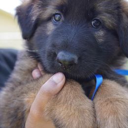 German Shepherd Puppies from Dacherri Dogs