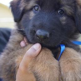 German Shepherd Puppies from Dacherri Dogs
