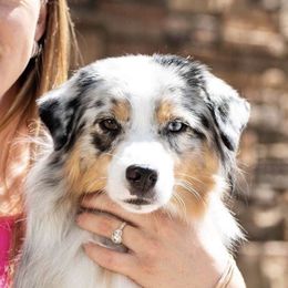 Miniature American Shepherd Puppies from Abington Miniature American Shepherds