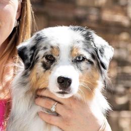 Miniature American Shepherd Puppies from Abington Miniature American Shepherds