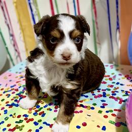 Valentine - Red tri male Toy Australian Shepherd puppy in Simms, Texas from Donna’s Aussies & Pink Heart Poodles