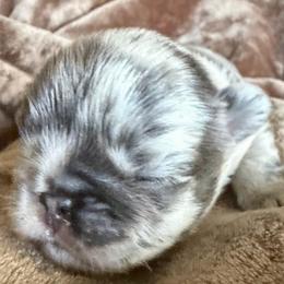 Sky - Black and white female French Bulldog puppy in Shakopee, Minnesota from Fishie's Frenchies