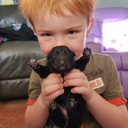 Trinity - Sable female German Shepherd puppy in Los Lunas, New Mexico from Mali's German Shepherds
