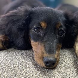 Dachshunds from Duckett Lane Dachshunds