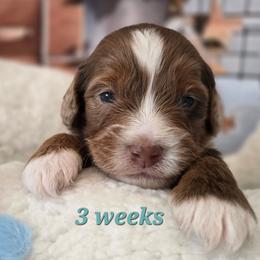 Aspen - Red merle male Aussiedoodle puppy in Prescott Valley, Arizona from Ramirez Family Doodles