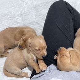 Dachshund Puppies from Dachshund Universe