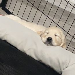 Golden Retriever Puppies from Life is Golden Retrievers