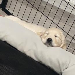 Golden Retriever Puppies from Life is Golden Retrievers