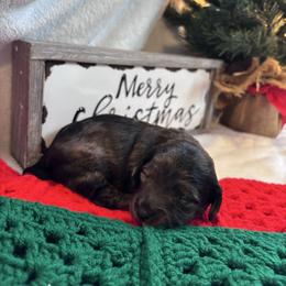 Grouse - Dapple male Dachshund puppy in Mc Alester, Oklahoma from A Anchor Farm