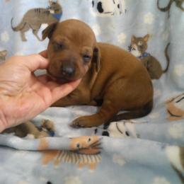 Rosy - Rd whtn blk nose female Rhodesian Ridgeback puppy in Carney, Oklahoma from River Run Parson Russell terriers & River Run Ridgebacks