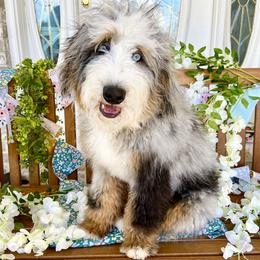 WOLF - Bernedoodle