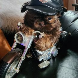 Opie - Chocolate male Shih Tzu puppy in Center Point, Iowa from Puppies in a Box Shih tzus