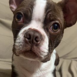 Scrapi - Red male Boston Terrier puppy in Omaha, Illinois from Puppi Guppies