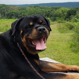 Rottweilers from Obsidian Rottweilers